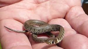 Whether they're pythons that have hatched from their eggs, or liveborn like the red bellies, just lots of. Baby Grass Snake Natrix Natrix Non Venomous Snake Grassnakur Skriddyr Slongur Youtube