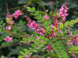 Image result for Indigofera lydenburgensis