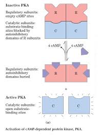 Activation Of Camp Dependent Protein Kinase Pka A A Schematic Representation Of The Inactive R2c2 Tetramer In Which The Autoinhibitory Domain Of A Regulato