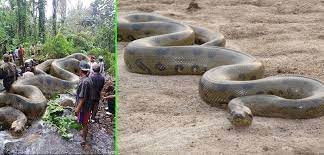 Fake World S Largest Snake The Original Image Of An Anaconda Is Shown On The Right World S Largest Snake Fake Pictures Photoshop