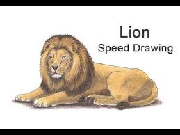 Lion Color Time Lapse Speed Drawing From How2drawanimals Drawings Lion Howtodraw Animalart Lion Drawing Step By Step Drawing Lion