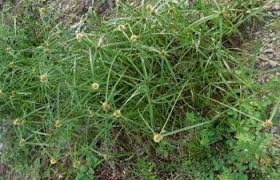 Image result for Kyllinga