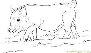 Pig coloring pages for kids. Young Wild Boar Coloring Page For Kids Free Boar Printable Coloring Pages Online For Kids Coloringpages101 Com Coloring Pages For Kids