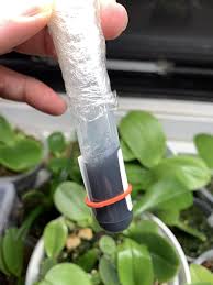 Any ideas on some easy to flask species to try? Pin On Orchids
