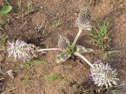 Image result for Ledebouria revoluta