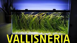 Image result for Vallisneria