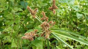 Image result for Cyperus alopecuroides