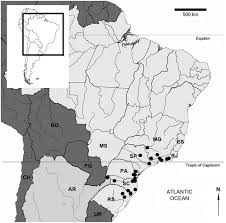 Image result for Crepidomanes inopinatum