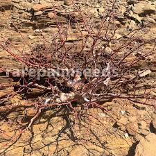 Image result for Commiphora kua