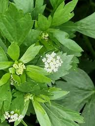 Image result for Apium graveolens
