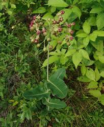 Image result for Asclepias buchwaldii