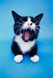 Lymphoma is the single most common cancer in cats. Mouth Tumors In Cats