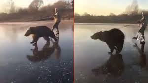 Grizzly bear brown bear bears drawing, bear, mammal, child png. Video Of Pet Bear Running On Frozen Lake In Russia Goes Viral International Times Of India Videos