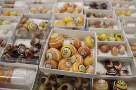 Image result for Polymixis polymita