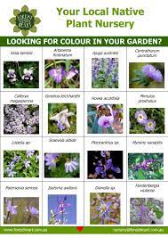 Same day delivery · truly original gifts · fresh flower guarantee Purple Flowering Plants Forest Heart Eco Nursery