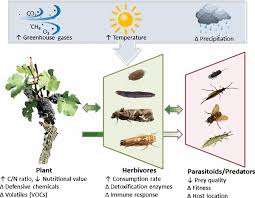 Image result for Tetranychidae grapevine