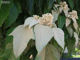 Image result for Aleurites