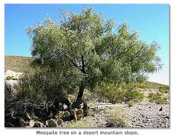 Even though deserts don't get much rain, the desert is a habitat for some plants and animals. Desert Plants Animals Utah Habitats Plants And Animals