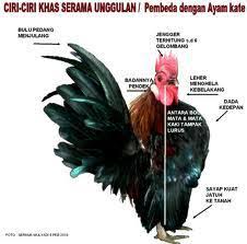 Untuk harga telur ayam serama yaitu 35.000/butir. Ayam Serama Fans Club Photos Facebook