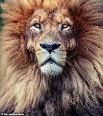 Epic Photos Of Singing Lions Playful Rhinos And A Jaw Some Tiger In 2021 Lions Lion Animals
