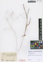 Image result for Panicum aequinerve