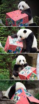 Keepers Volunteers Threw Mr Wu A Beary Exciting Birthday Party Although Adorable Animal Birthday Parties Are Designe Funny Animals Animals Cute Animals