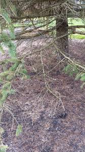 What S Wrong With My Blue Spruce Tree Maryland Grows