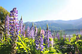 紐西蘭旅遊 黃色魯冰花海就在lake hawea 丸玩玩 working holidays natural landmarks nature