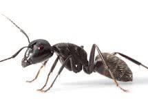 Contact affordable pest control today for the effective and humane removal of problem bugs, wildlife and birds. Affordable Pest Solutions Rodent Control Exterminator More