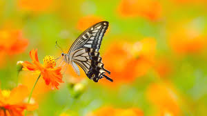 Related wallpaper for orange butterfly wallpaper macro. Butterfly Hd Wallpapers