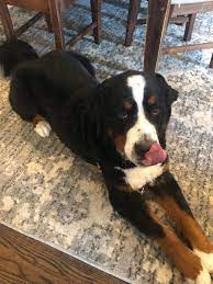 We did not find results for: So Ah Groomer Did Not Understand When I Said Just Take A Tiny Bit Off And They Buzzed Poor Gunter In All Seriousness Any Risk To Health Heard Stories Of Not Being
