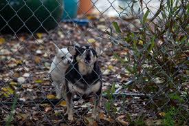 Hundegebell Regelungen Zu Larmbelastigung Und Mehr