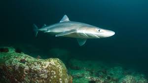Since sharks expel toxins through their skin, but with you hooked a shark, you're hungry and now you're wondering… can you eat shark? Shark Liver Oil Benefits Uses And Side Effects