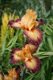 Photo Of Tall Bearded Iris Iris Jazz Band Uploaded By Calif Sue This Variety Has A Lovely Form And Unusual Colors Bearded Iris Iris Flowers