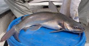 Pindang gombyang berbahan dasar dari kepala ikan manyung ikan laut yang biasa di buat menjadi ikan asin jambal roti. Download 96 Gambar Ikan Manyung Paling Bagus Gratis