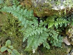 Image result for Asplenium bugoiense