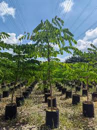 Image result for Erythrophleum