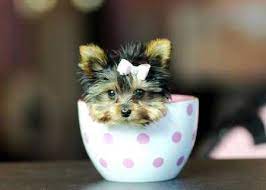 This Is Sooooooooooooooooooo Cute And You Can Not Saggy No To A Kid Looking At It And If You Do You Are Cold H Teacup Yorkie For Sale Teacup Yorkie Yorkie