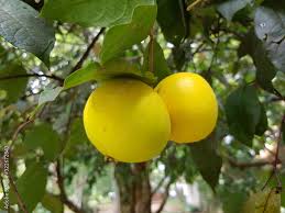 Image result for Aristida stipitata