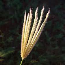 Image result for Chloris roxburghiana