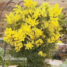 Image result for Acacia dealbata