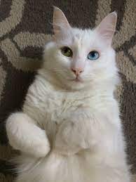 otuz dort adli kullanicinin world of cats panosundaki pin kedi sevimli kediler ve hayvanlar