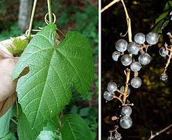 Image result for Vitis