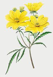 Pin On New Flower