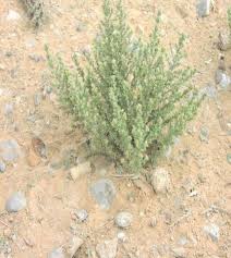 Image result for Cressa cretica