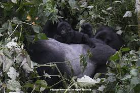 Image result for Brazzeia longipedicellata