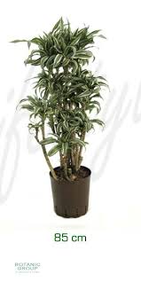 Maybe you would like to learn more about one of these? Dracaena Kanzi Drachenbaum