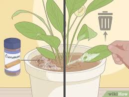 Calla lily care means the right balance of light, moisture, and soil conditions. How To Care For Peace Lilies 15 Steps With Pictures Wikihow