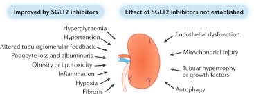 Problems related to specific kidney diseases in pregnancy. Pathophysiology Of Diabetic Kidney Disease Impact Of Sglt2 Inhibitors Nature Reviews Nephrology
