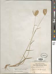 Image result for Chloris pilosa